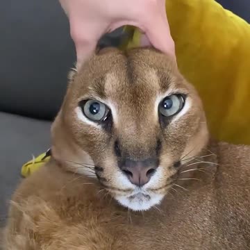 Giving Pumba a proper ear massage 😹