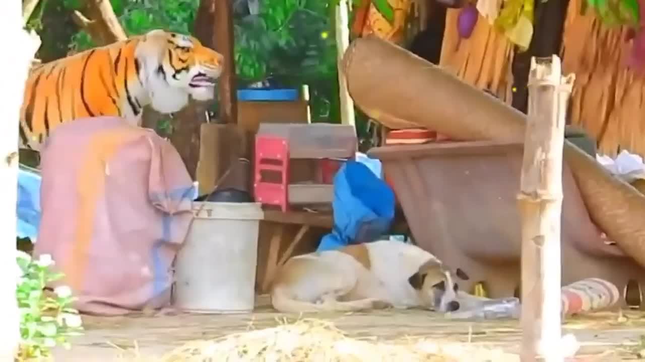 Tiger prank with dogs