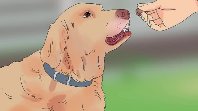 SIX EASY STEPS ON HOW TO TRAIN YOUR DOG