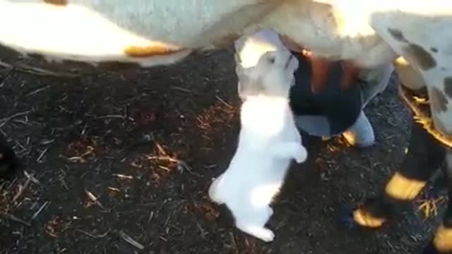 Kitten Drinks Cow's Milk