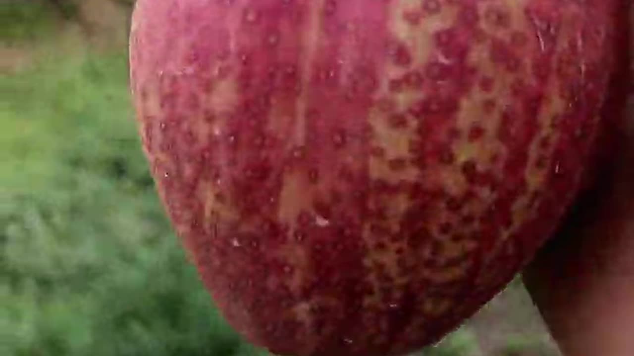 Eating persimmon at the farm - The persimmons are very fresh and sweet #satisfying