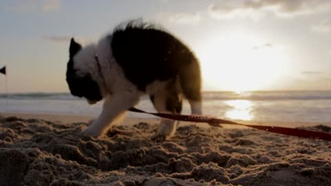 Dog playing with rope in a beach.