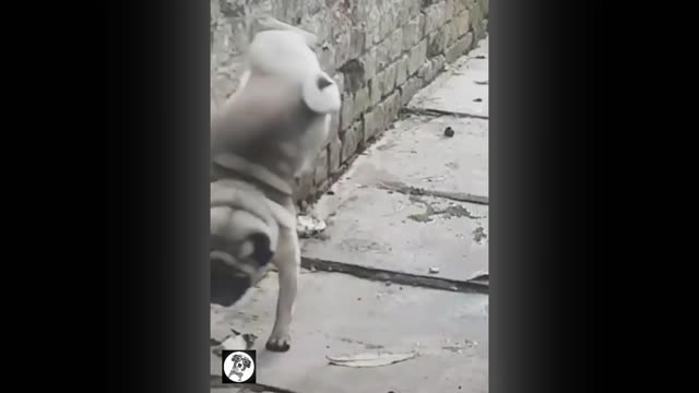 Pug Funny Moments Cute Dog Videos bets Funny