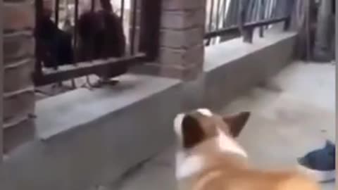 Chicken 🐔 vs Dog 🐶 - Who will win 🏆