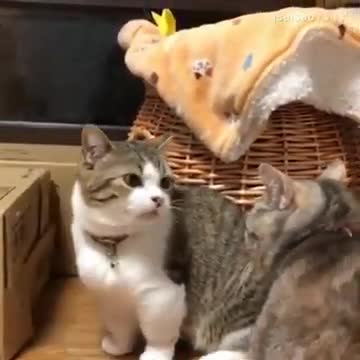 Hilarious Cat Memes - 37 -😹-Kitten imitating Bruce Lee