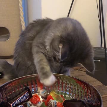 Curious Kitten Steals From A Bowl Of Candy