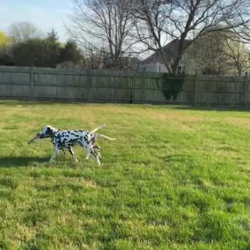 Puppy Brothers Seeing Each Other For The First Time