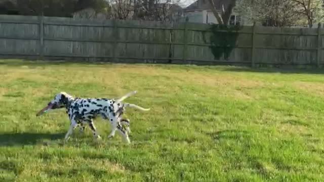 Puppy Brothers Seeing Each Other For The First Time