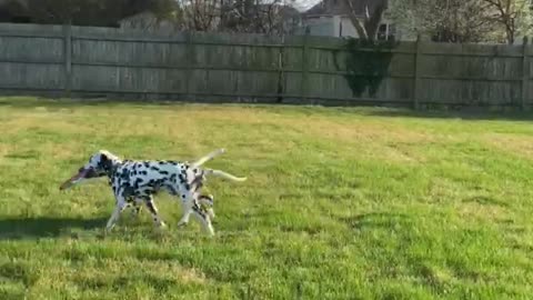 Puppy Brothers Seeing Each Other For The First Time