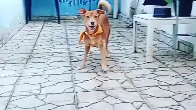 Dog playing