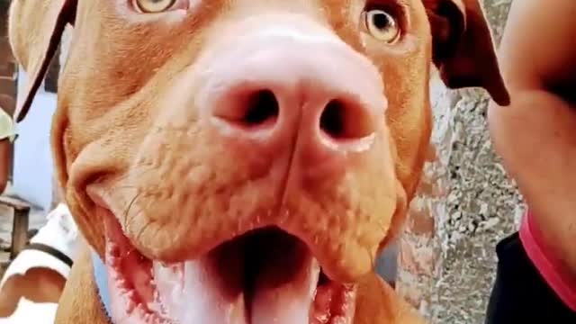 pitbull Dog 🐕 #funnydogs#doglovers#youtubeshorts