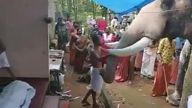 Elephant pays tribute to its owner at his funeral in India||||