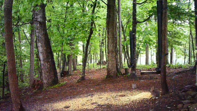 The Woods - 05/13/2021