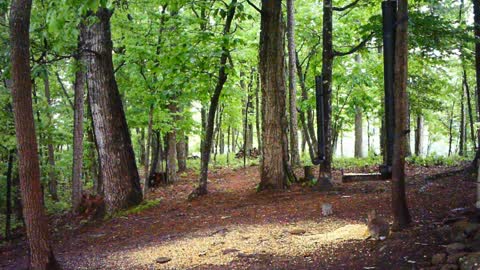 The Woods - 05/13/2021