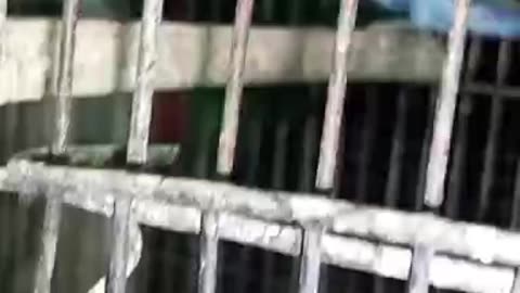 Albino fishres For sale