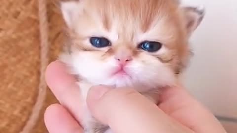 Baby Kittens- Cute Cats