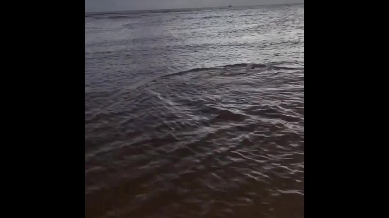 Woman Rescues Beached Porpoise Due to Her Dog's Keen Nose