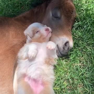 Puppy Cuddles And Naps With Baby Horse And It's The Cutest Thing Ever