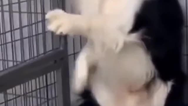 Funny dog video