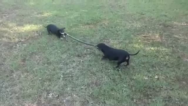 Dogs VS Snake