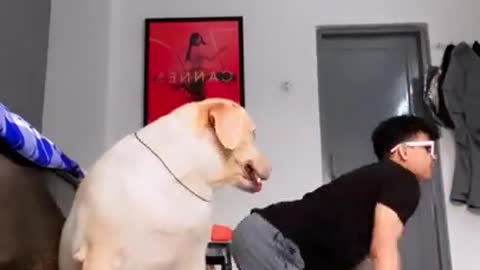 So Funny 🤣 - dog videos #shorts