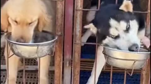 video of cute dogs playing