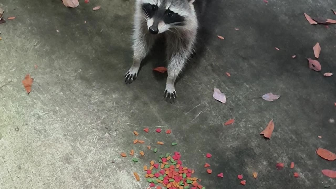 Cute raccoon brave for some cat food