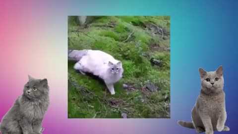 FUNNY CAT