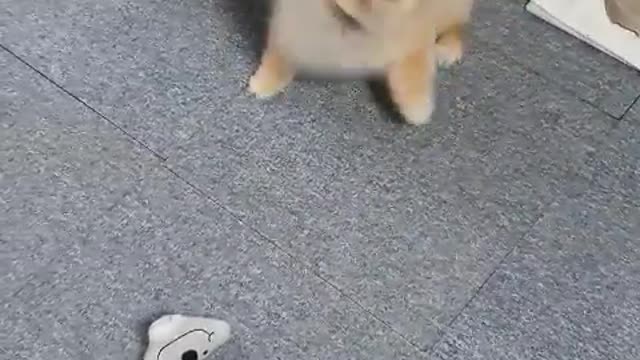 The puppy spins round and round.