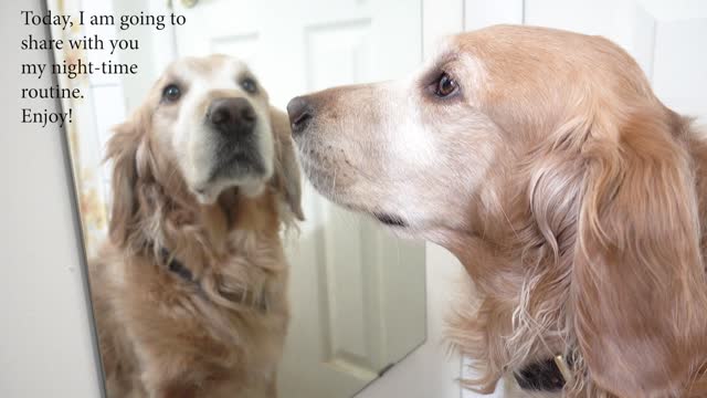 Golden retriever Collins' bedtime routine