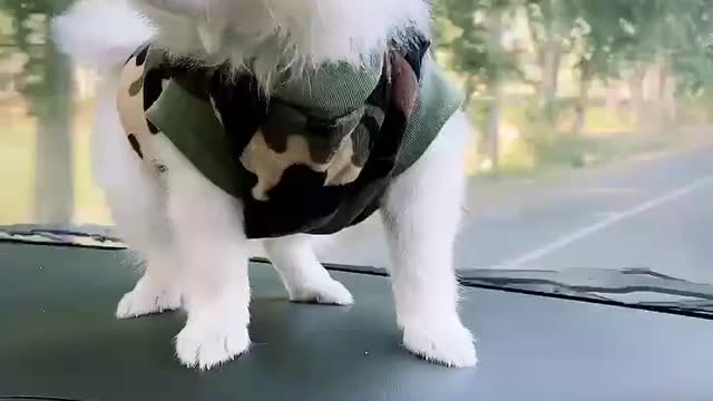 Spitz dog on car’s dashboard cute dog