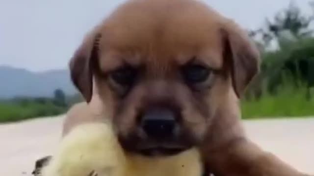 Cute puppy sleepy with his best friend duck❤