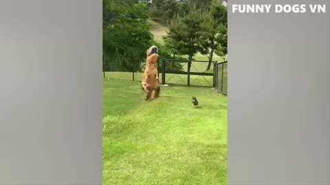 funny animal best funny video