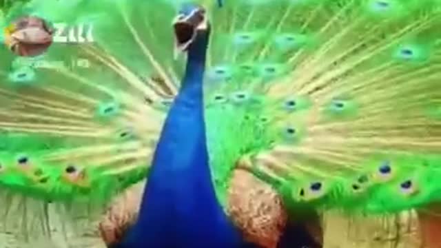 amazing peacock sound