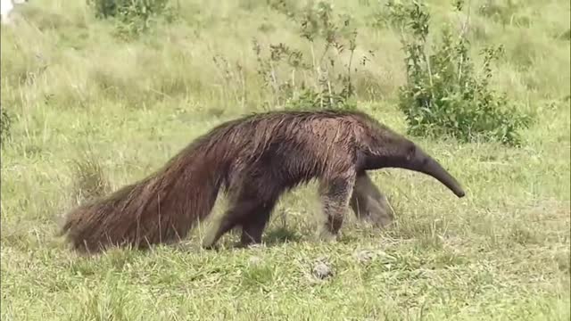 Anteaters