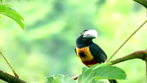 beautiful curious toucan