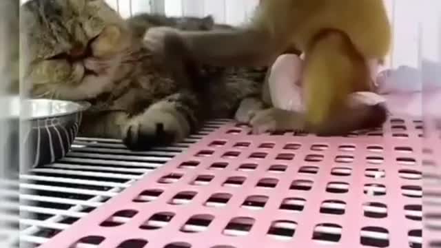 Monkey pulls cat's whiskers