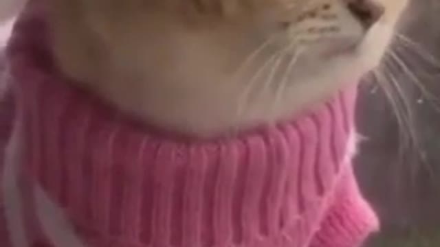 Cutest baby cats - Funny Videos - Cute and Funny Cat Videos