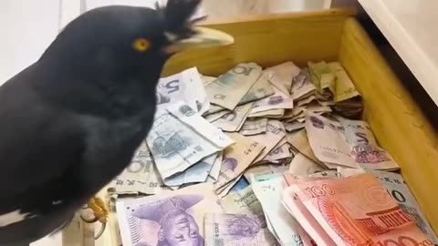 Clever Crow Counting Coins