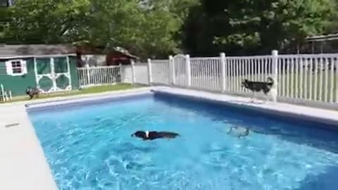 ndy Dogs First Time Swimming In the New Pool!