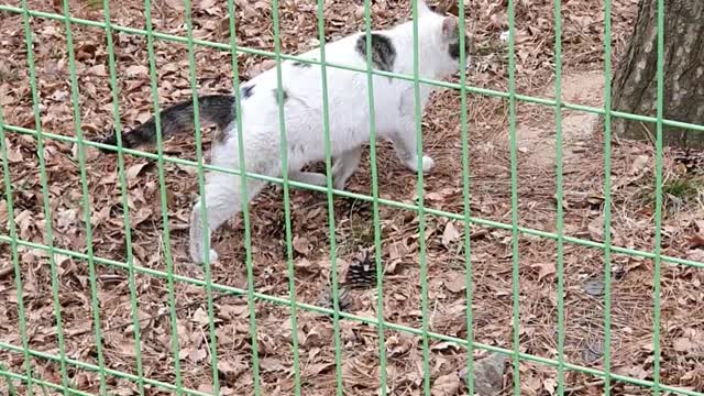 Cat's suppleness
