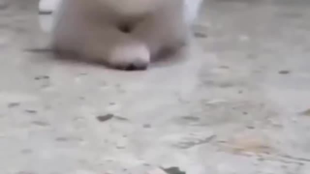 Funny dog video😂