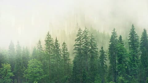 Calming and Tranquil Rain and Thunder Forest