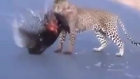 Leopard takes on a Porcupine!🐆