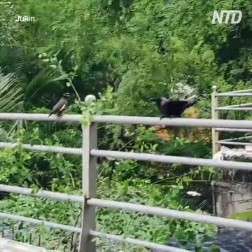 Mother Bird Scares Away Crows Attacking Her Baby