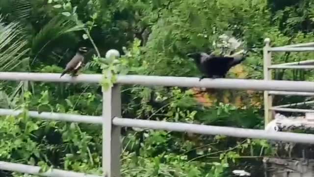 Mother Bird Scares Away Crows Attacking Her Baby