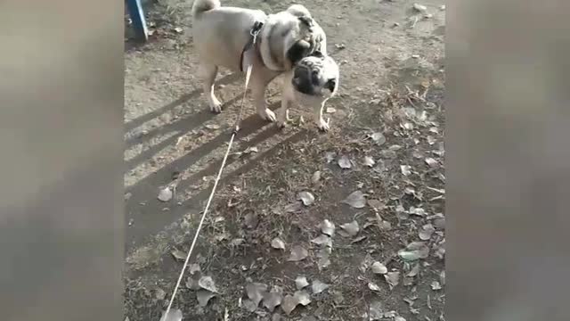 Собачья жизнь