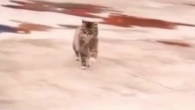 singing and modeling cats