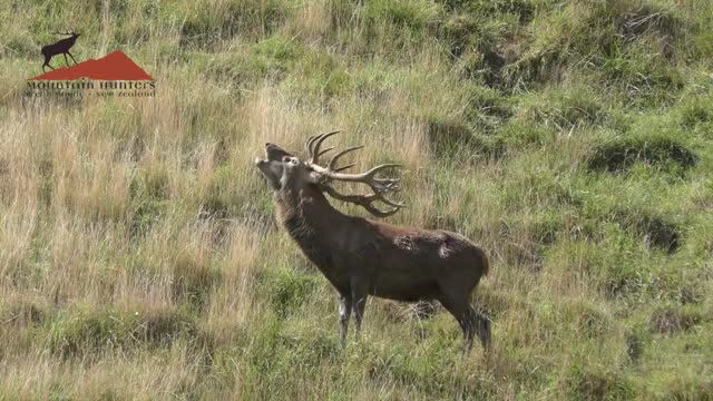 Roaring Red Stag