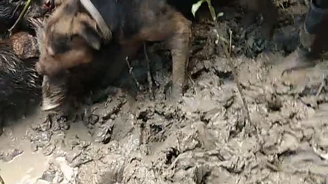 Chasse de cochon avec les chien